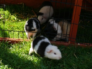 file:///home/bigi/Desktop/cobaya/images/Internetbilder/InesSanKarlaMikey.JPG