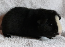 file:///home/bigi/Desktop/cobaya/images/Internetbilder/Isar250x180.JPG