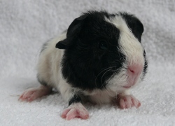 file:///home/bigi/Desktop/cobaya/images/Internetbilder/Ivrinie.JPG