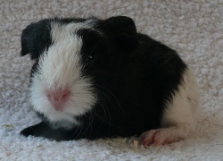 file:///home/bigi/Desktop/cobaya/images/Internetbilder/Jacksparrow.JPG