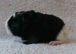 file:///home/bigi/Desktop/cobaya/images/Internetbilder/Jacksparrow2r.JPG