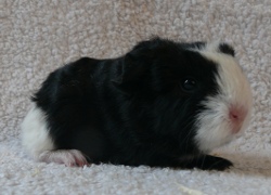 file:///home/bigi/Desktop/cobaya/images/Internetbilder/Jacksparrowr.JPG