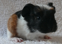 file:///home/bigi/Desktop/cobaya/images/Internetbilder/Jaromir.JPG