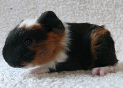 file:///home/bigi/Desktop/cobaya/images/Internetbilder/Jaromirl.JPG