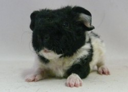 file:///home/bigi/Desktop/cobaya/images/Internetbilder/Karnigul.JPG