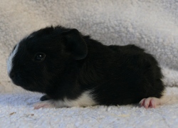 file:///home/bigi/Desktop/cobaya/images/Internetbilder/Kelvarl.JPG