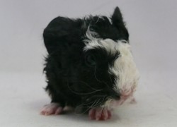 file:///home/bigi/Desktop/cobaya/images/Internetbilder/Kirinke.JPG