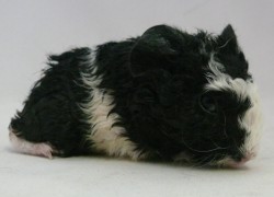 file:///home/bigi/Desktop/cobaya/images/Internetbilder/Kirinkel.JPG