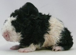 file:///home/bigi/Desktop/cobaya/images/Internetbilder/Kirinker.JPG