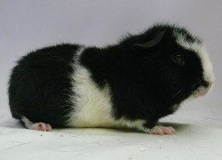 file:///home/bigi/Desktop/cobaya/images/Internetbilder/Kirinkern.JPG