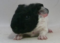 file:///home/bigi/Desktop/cobaya/images/Internetbilder/Kuma.JPG