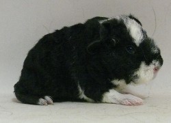 file:///home/bigi/Desktop/cobaya/images/Internetbilder/Lalwender.JPG