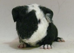 file:///home/bigi/Desktop/cobaya/images/Internetbilder/Landrowal.JPG