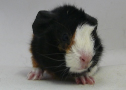file:///home/bigi/Desktop/cobaya/images/Internetbilder/Laurelind%C3%B3renan.JPG