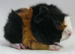 file:///home/bigi/Desktop/cobaya/images/Internetbilder/Laurelind%C3%B3renanr.JPG