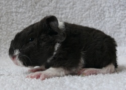 file:///home/bigi/Desktop/cobaya/images/Internetbilder/Legolasl.JPG
