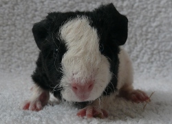 file:///home/bigi/Desktop/cobaya/images/Internetbilder/Lena.JPG