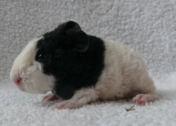 file:///home/bigi/Desktop/cobaya/images/Internetbilder/Lenal.JPG