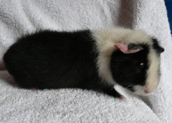 file:///home/bigi/Desktop/cobaya/images/Internetbilder/Leonier250x180.JPG