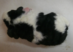 file:///home/bigi/Desktop/cobaya/images/Internetbilder/Luthi.JPG