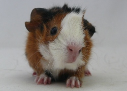 file:///home/bigi/Desktop/cobaya/images/Internetbilder/Madril.JPG