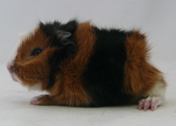 file:///home/bigi/Desktop/cobaya/images/Internetbilder/Madrill.JPG