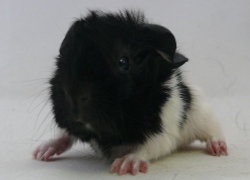 file:///home/bigi/Desktop/cobaya/images/Internetbilder/Mairen.JPG