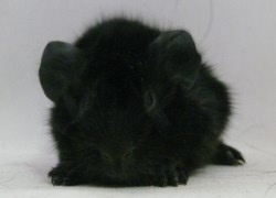 file:///home/bigi/Desktop/cobaya/images/Internetbilder/Meriadoc.JPG