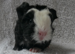 file:///home/bigi/Desktop/cobaya/images/Internetbilder/Merry.JPG