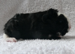 file:///home/bigi/Desktop/cobaya/images/Internetbilder/Merryr.JPG
