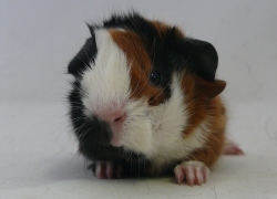 file:///home/bigi/Desktop/cobaya/images/Internetbilder/Miriel.JPG