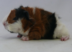 file:///home/bigi/Desktop/cobaya/images/Internetbilder/Miriell.JPG