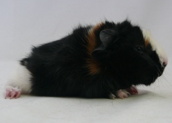 file:///home/bigi/Desktop/cobaya/images/Internetbilder/Mirielr.JPG