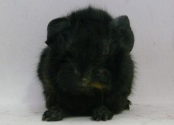 file:///home/bigi/Desktop/cobaya/images/Internetbilder/Morwenl.JPG
