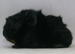 file:///home/bigi/Desktop/cobaya/images/Internetbilder/Morwenll.JPG