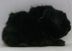 file:///home/bigi/Desktop/cobaya/images/Internetbilder/Morwenr.JPG