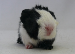 file:///home/bigi/Desktop/cobaya/images/Internetbilder/Mumak.JPG