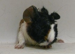 file:///home/bigi/Desktop/cobaya/images/Internetbilder/Narie.JPG