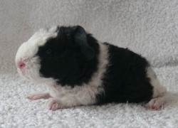 file:///home/bigi/Desktop/cobaya/images/Internetbilder/Narsill.JPG