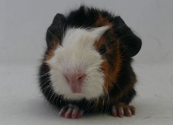 file:///home/bigi/Desktop/cobaya/images/Internetbilder/Nienna.JPG