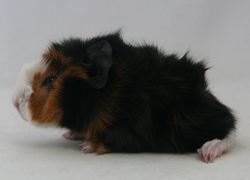 file:///home/bigi/Desktop/cobaya/images/Internetbilder/Niennal.JPG