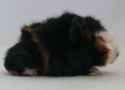 file:///home/bigi/Desktop/cobaya/images/Internetbilder/Niennar.JPG