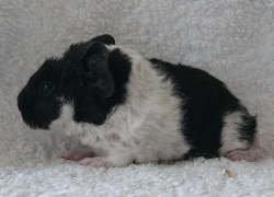 file:///home/bigi/Desktop/cobaya/images/Internetbilder/Nimrodell.JPG