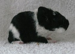 file:///home/bigi/Desktop/cobaya/images/Internetbilder/Nimrodelr.JPG