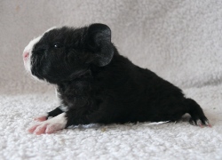 file:///home/bigi/Desktop/cobaya/images/Internetbilder/Noldorl.JPG