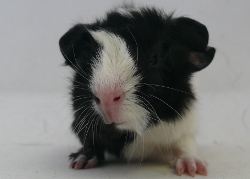 file:///home/bigi/Desktop/cobaya/images/Internetbilder/Numenor.JPG