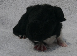 file:///home/bigi/Desktop/cobaya/images/Internetbilder/Oin.JPG