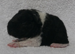 file:///home/bigi/Desktop/cobaya/images/Internetbilder/Oinl.JPG