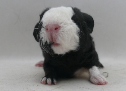 file:///home/bigi/Desktop/cobaya/images/Internetbilder/Olifant.JPG