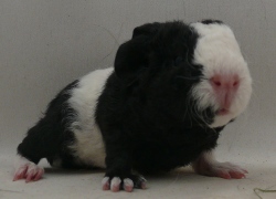 file:///home/bigi/Desktop/cobaya/images/Internetbilder/Olifantl.JPG
